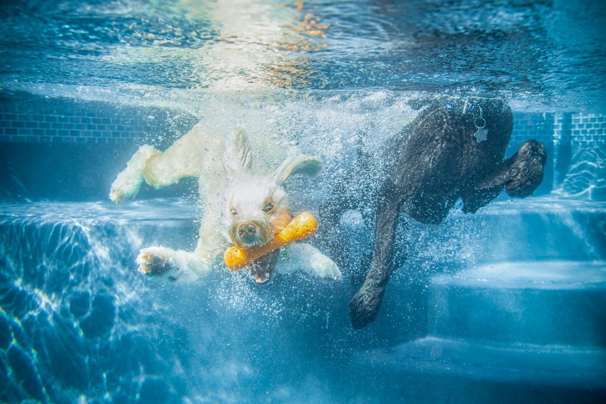white horse in water during daytime