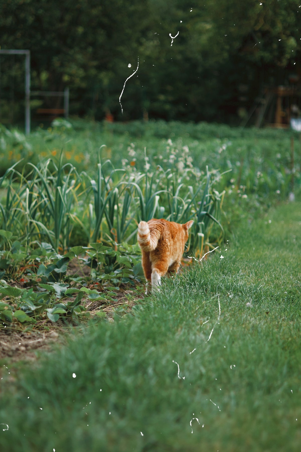 Orange cat walks through a garden