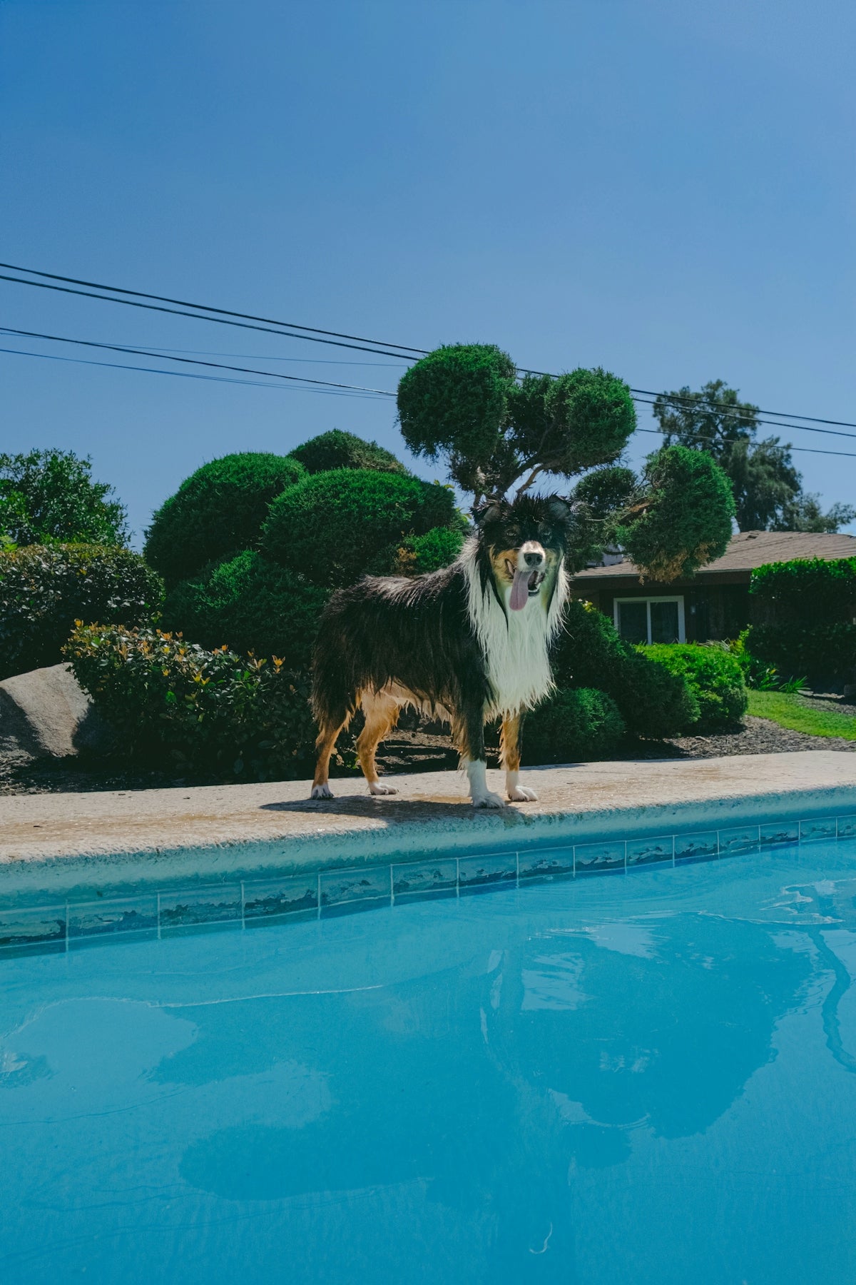 A fluffy dog stands by a bright blue swimming pool.