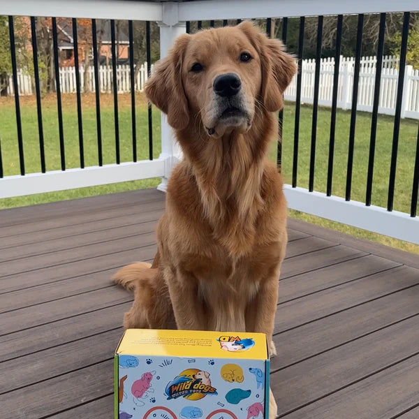 Wild Dogs The Wave - Ultimate Interactive Outdoor Water Toy for Dogs